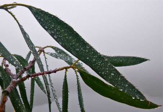 Raindrops on gum leaves… There's always beauty to be found in what may appear to be cold, bleak and lonely, even if you find it hard to remember the other beauty that is obscured by the bleakness